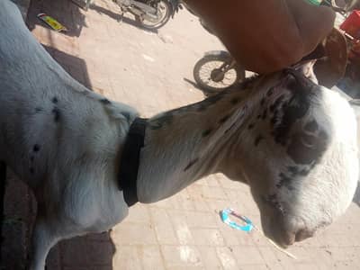 makki cheni