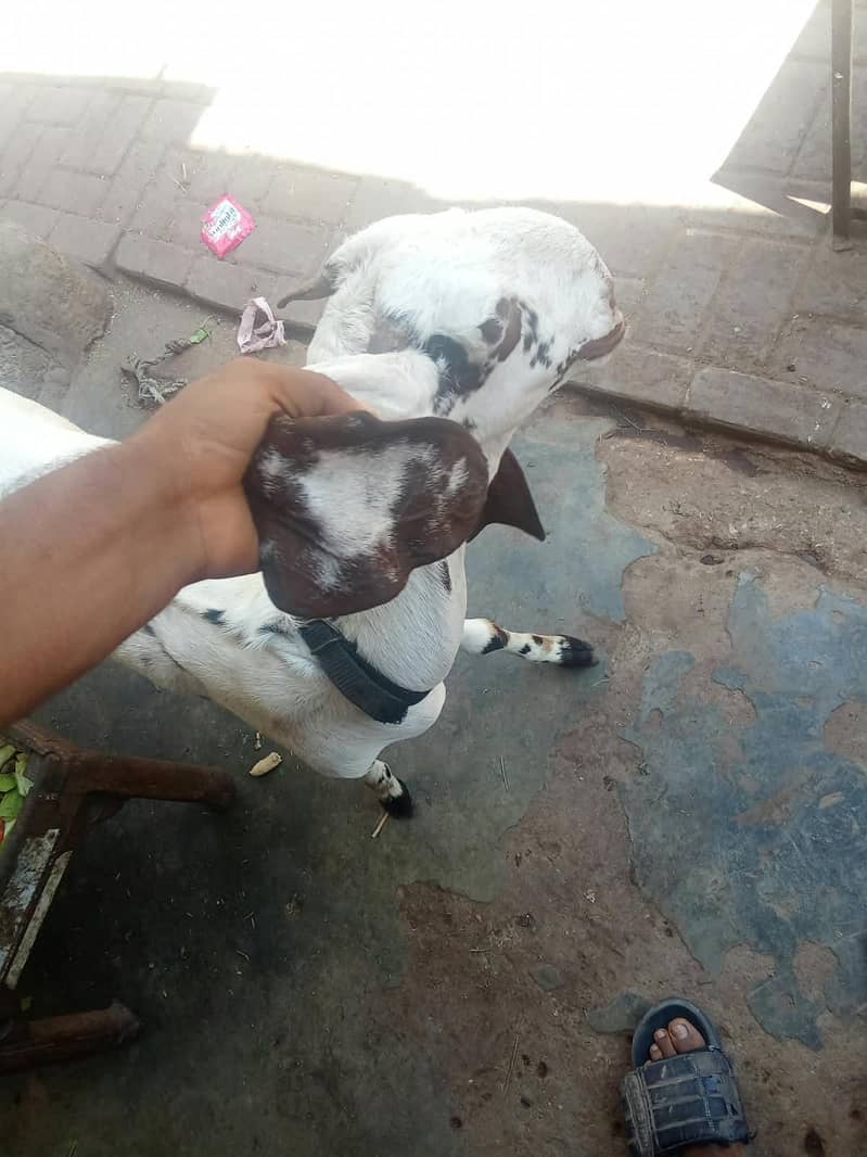 makki cheni 1