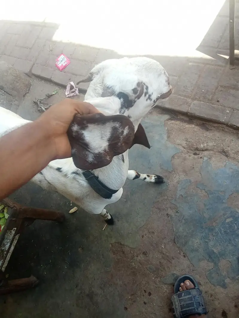 makki cheni — photo 2