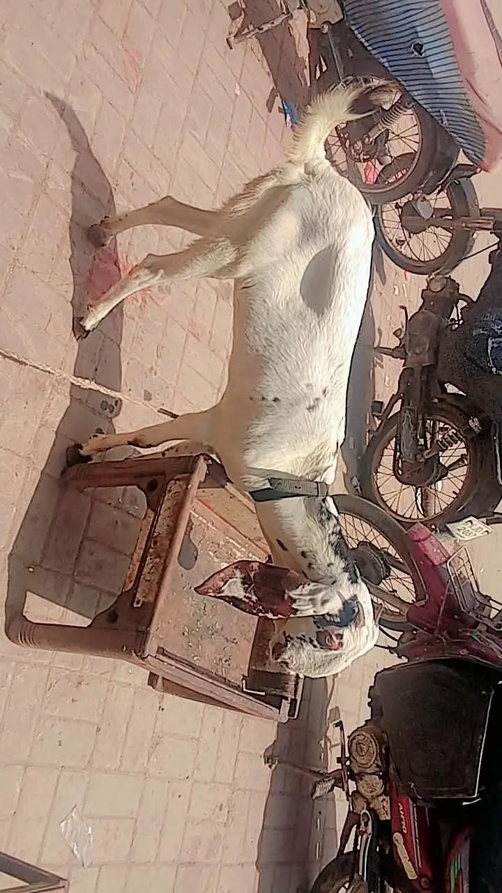 makki cheni — photo 3