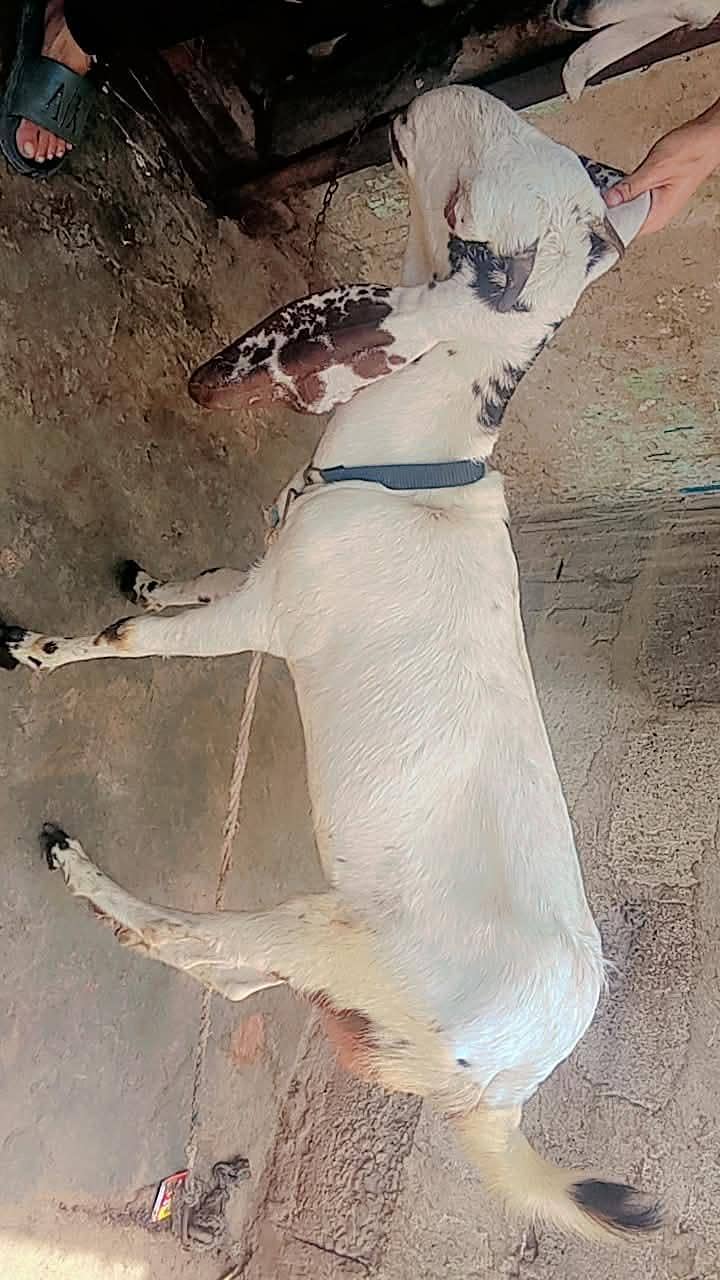 makki cheni 3