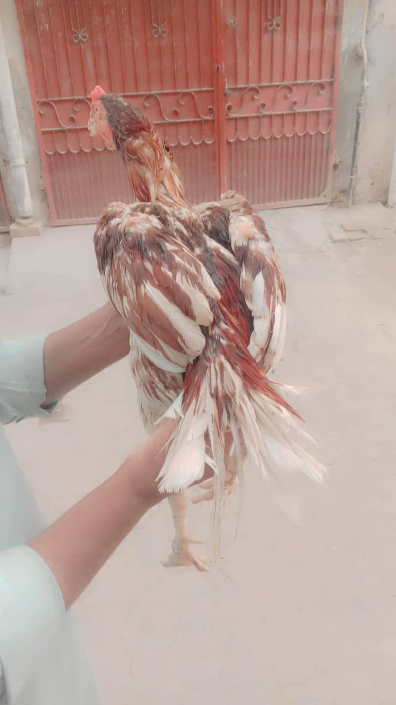 aseel murga 3