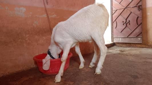 gulabo