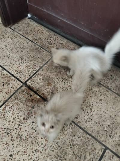 kittens for sala