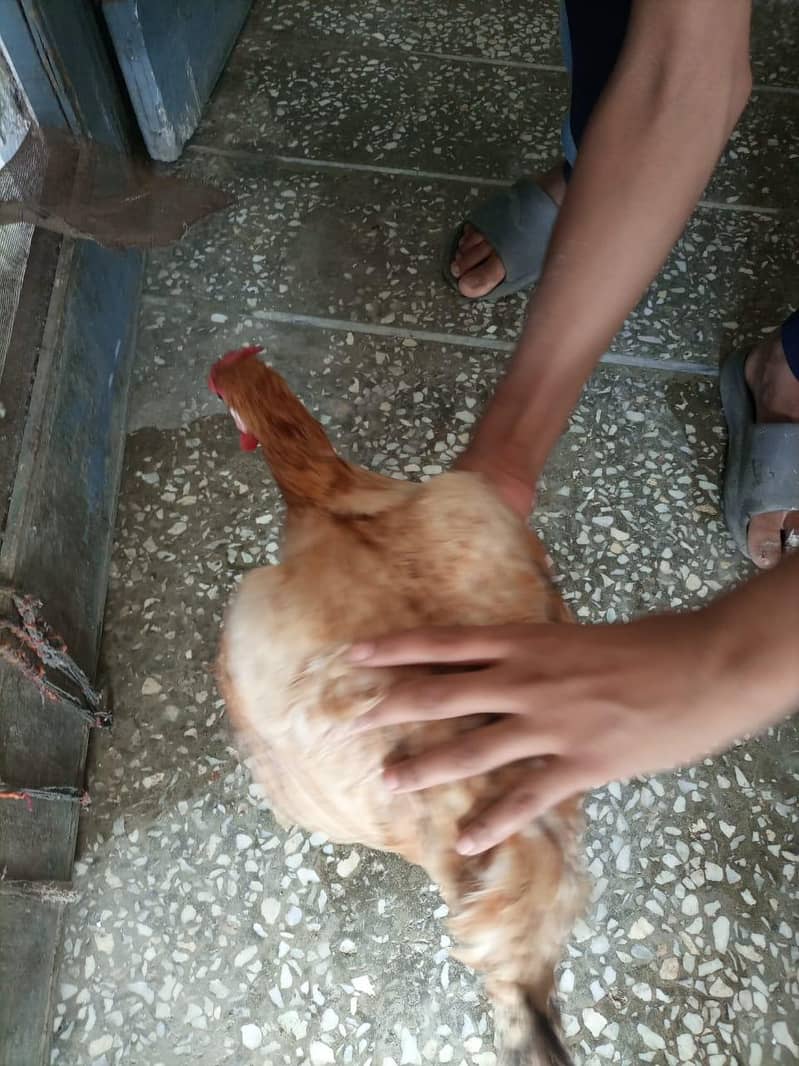 desi hen 0