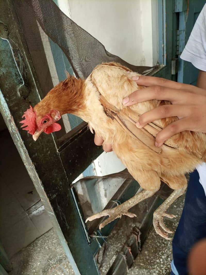 desi hen 1