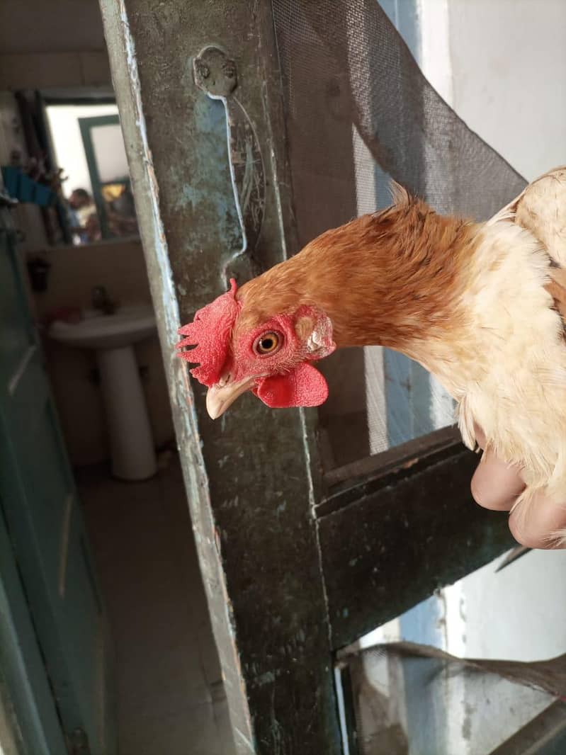 desi hen 2