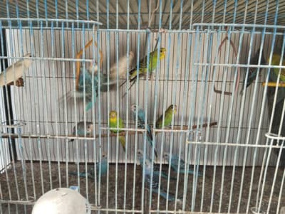 Colony Bread Young Australian Tote (Budgies) Pairs