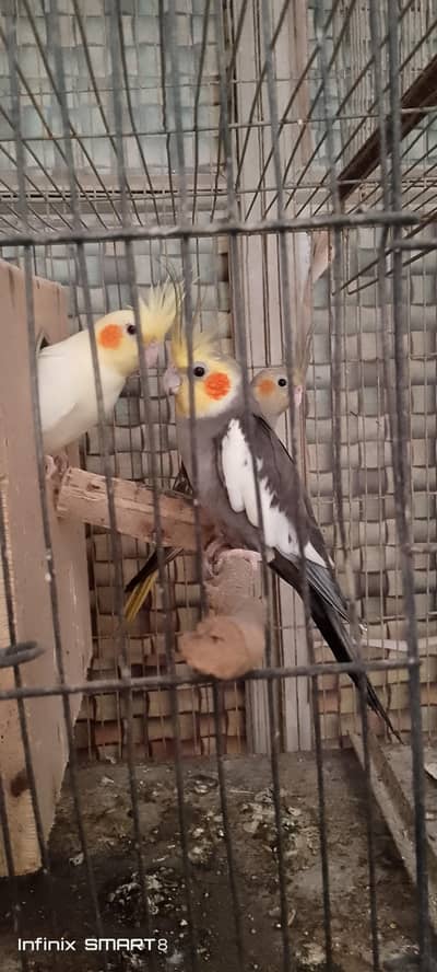 cocktail breeder pair with cage and box