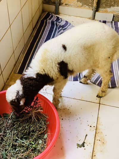 Sheep For Sale
