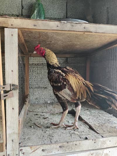 mainwali aseel 4 murgiyan or 3 Patta for sale offer rate 6000 per pice
