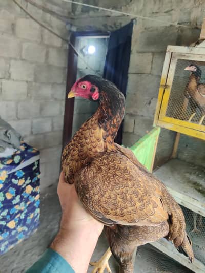 mainwali aseel 4 murgiyan or 2 Patta for sale offer rate 6000 per pice