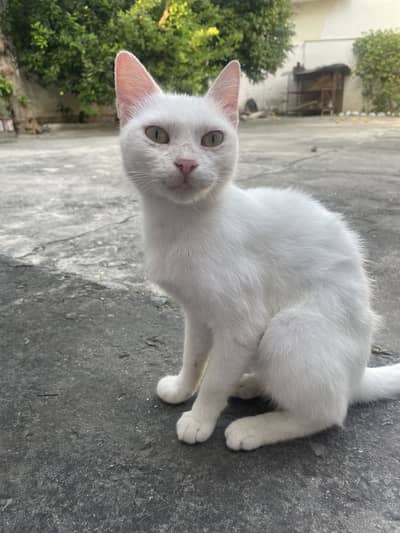 White Cat for sale