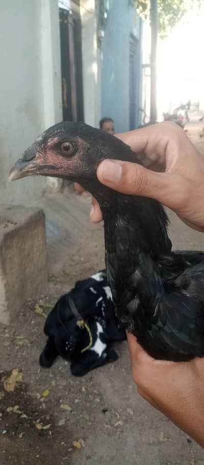 MASH ALLAH SE HIGH QUALITY FEMALE FOR SALE