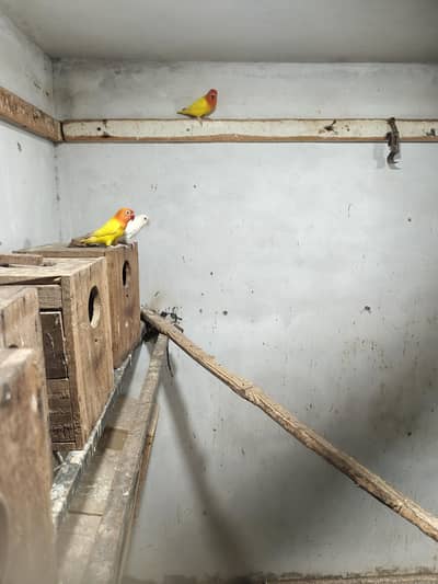 love birds