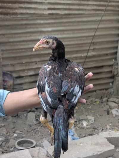4 chuzay for sale  apna rate lagao