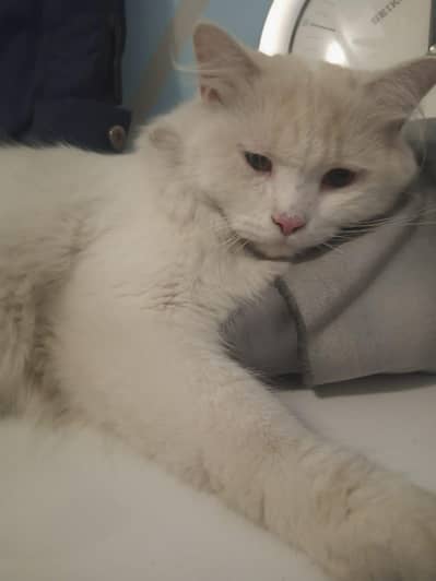 Persian cat in male age 6 month