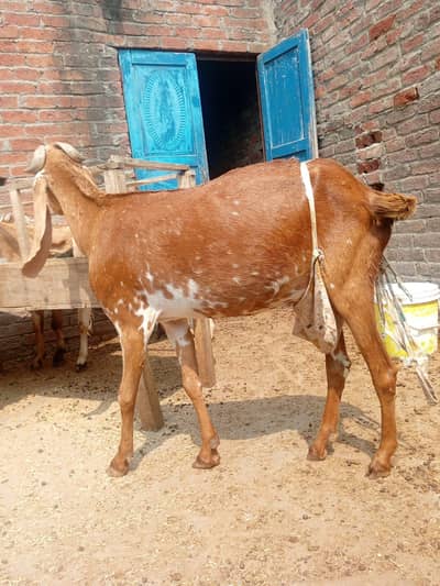 Goats For Sale