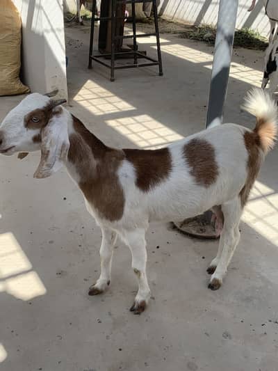 Punjab tapri bakri milking goat with beautiful kid