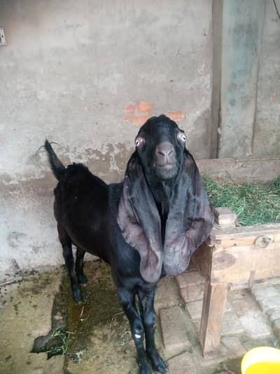Pure Desi Black bakra for breeding