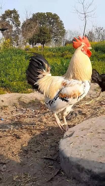 murga available 0