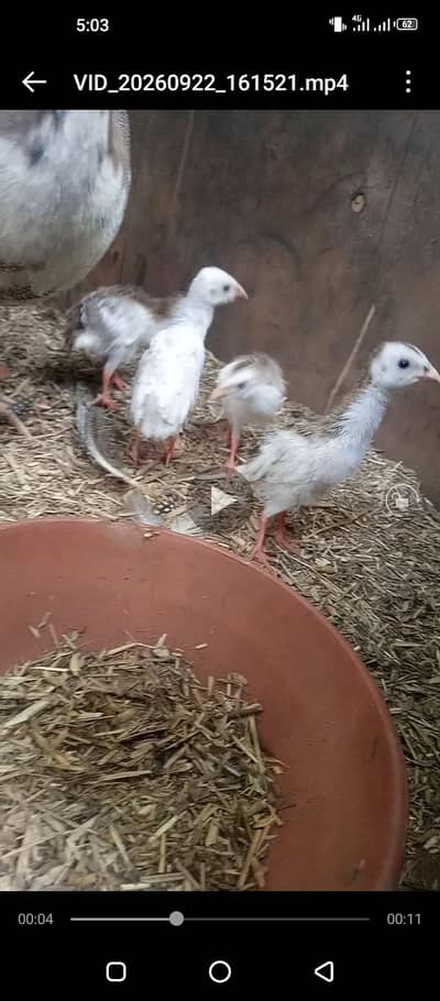 Guinea Fowel ky chicks for sale  1 month old