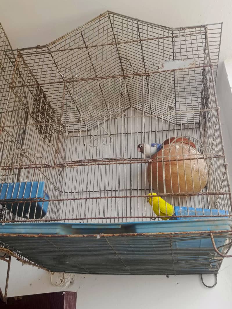 pinjara 0