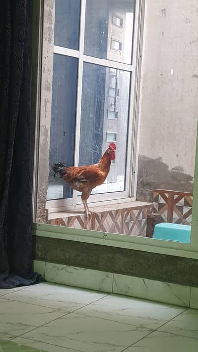 Murgh for Sale