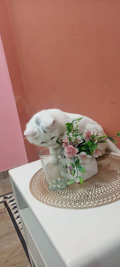 white Triple coat