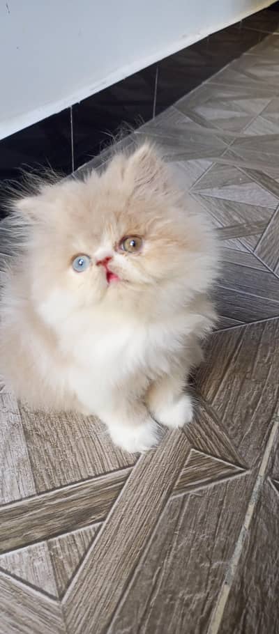 Mashaallah peki cfa bloodline female kitten