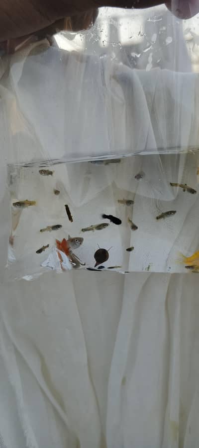 fish available for sale