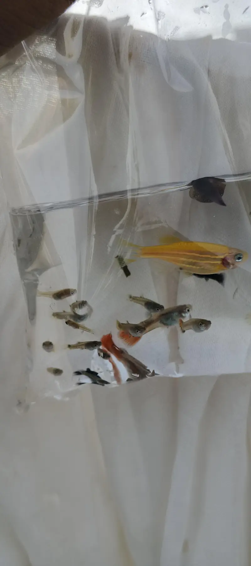 Guppy fish babies — photo 2