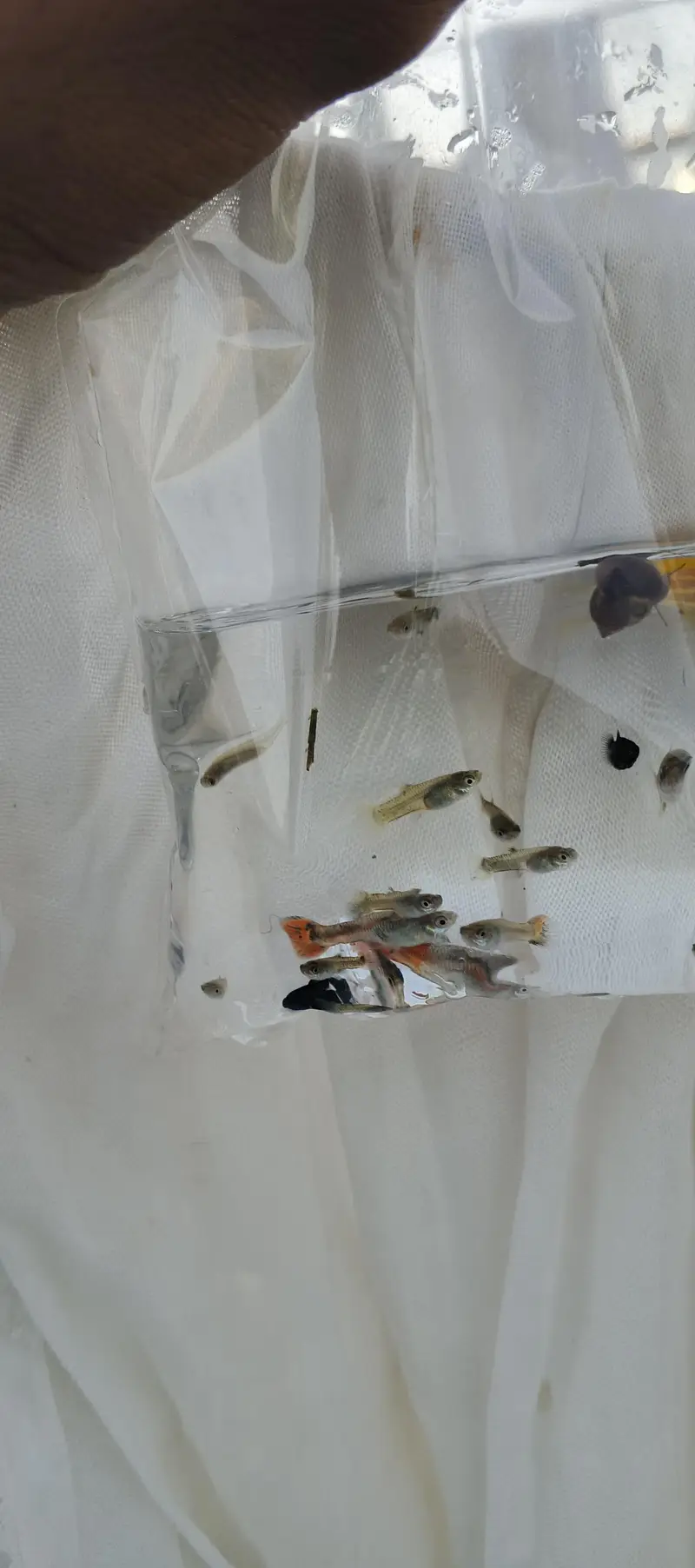 Guppy fish babies — photo 3