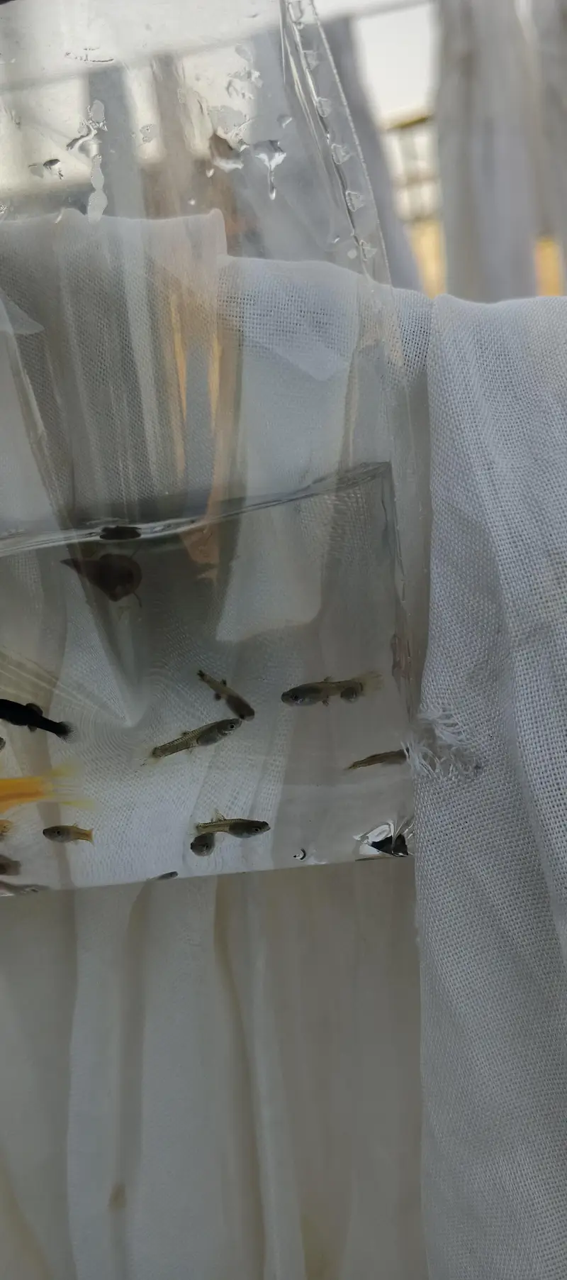 Guppy fish babies — photo 4
