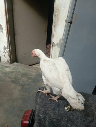 paper white Hera pure aseel