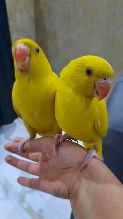 yellow ringneck pair