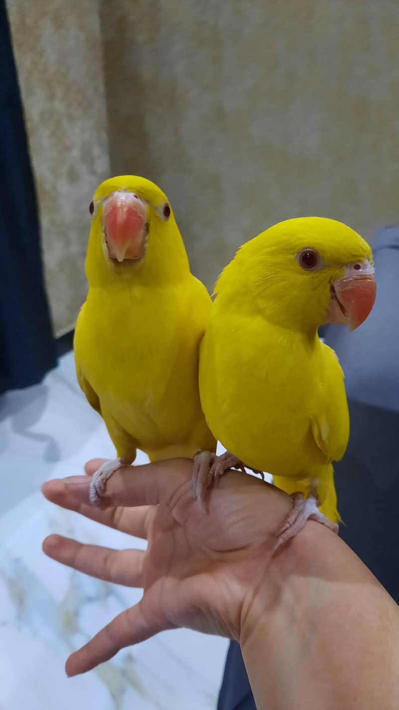 yellow ringneck pair 2
