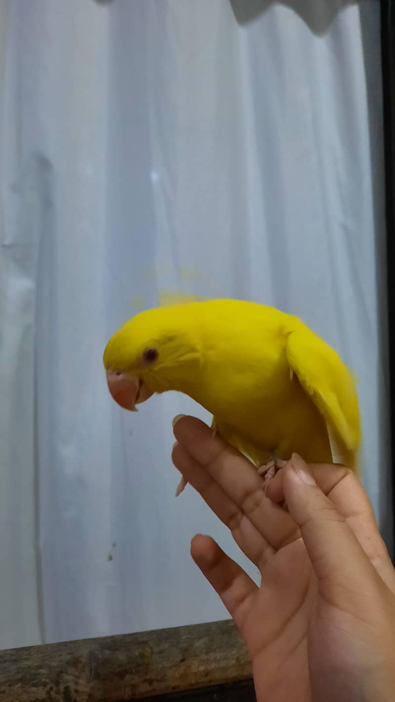 yellow ringneck pair 3