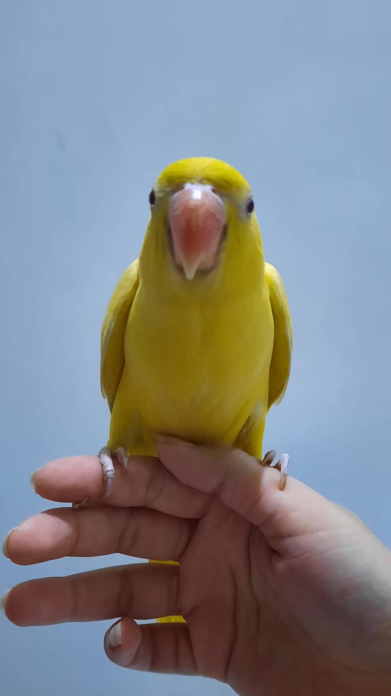 yellow ringneck pair 4