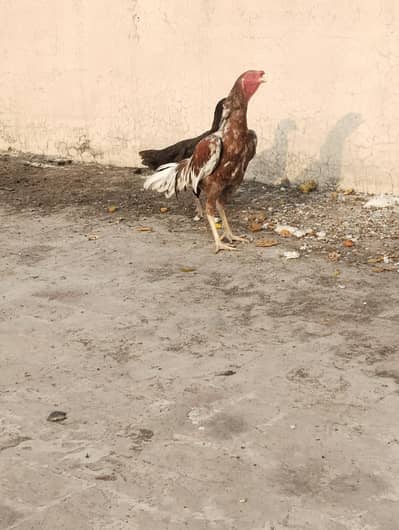 murga murgi ghar ka phala hua 03204302270 wtsp