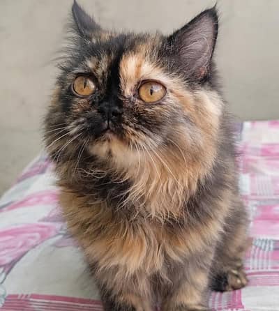 Pure Persian Calico Female Kitten 4 Months For Sale in Sargodha