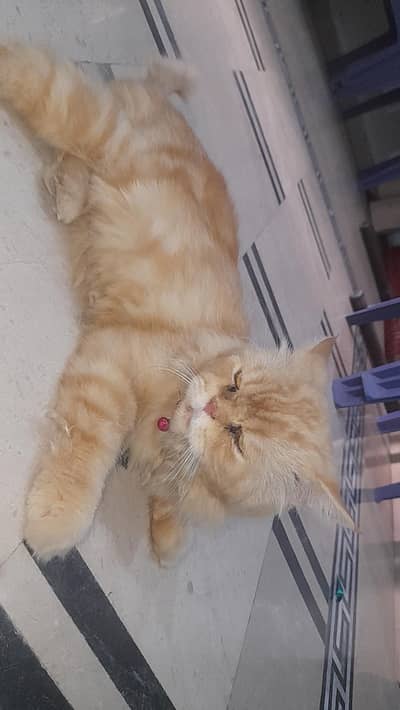 Persian male cat urgent sale