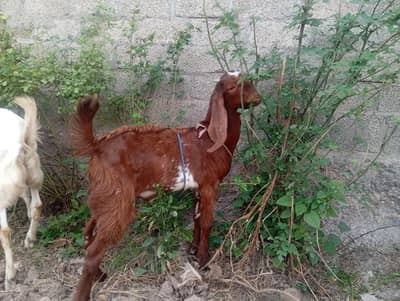 bakra