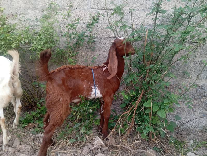 bakra 0
