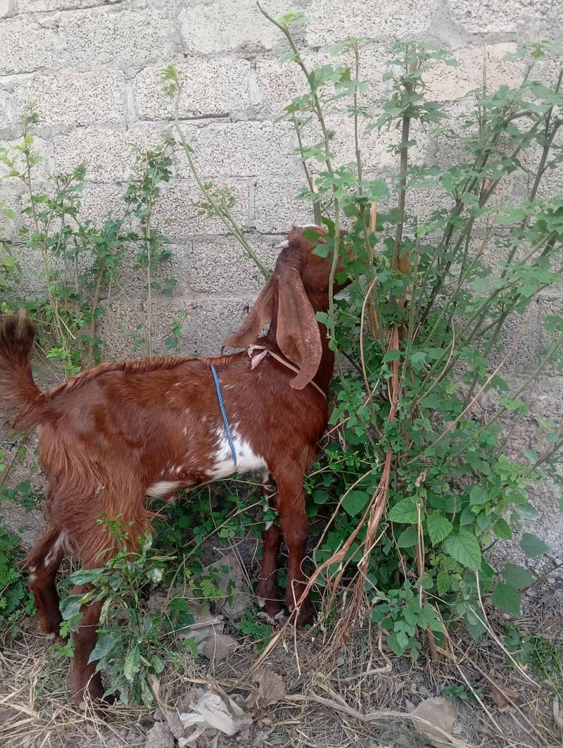 bakra 1