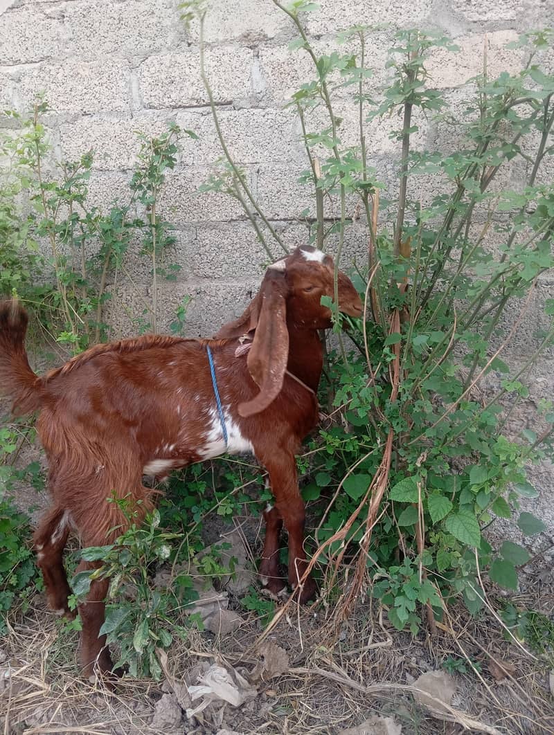bakra 2