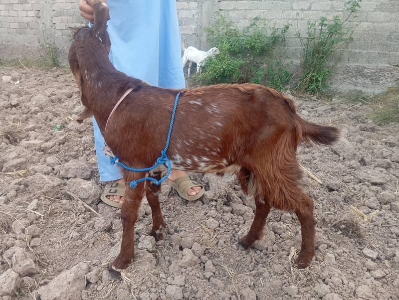 bakra 3