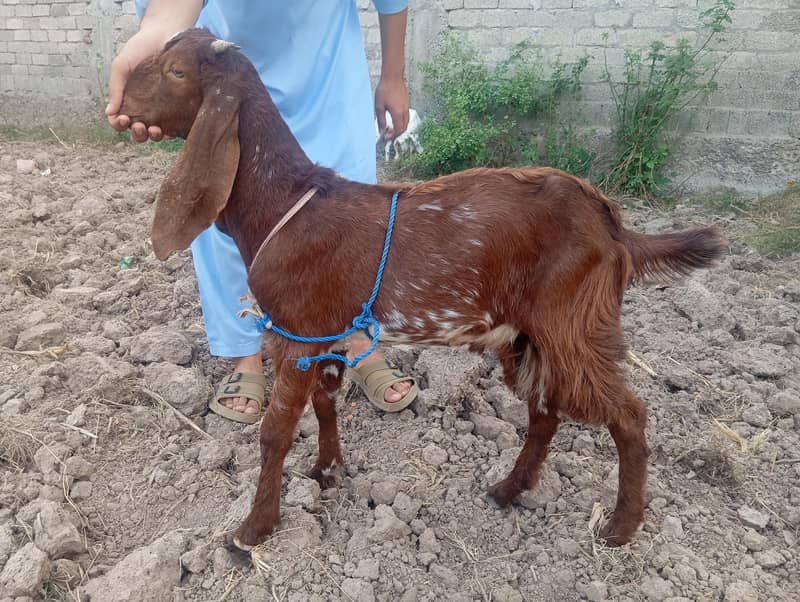 bakra 4