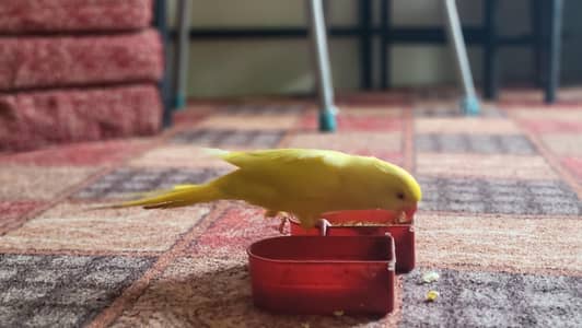 Yellow Lutino Ringneck Male