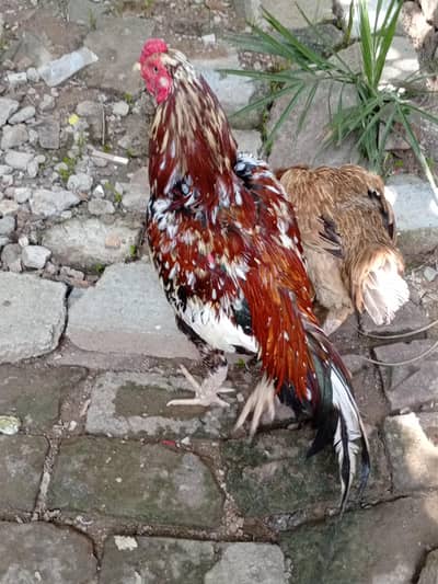 Aseel cheena pair  for sale